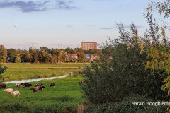 Harald-okt2-LR