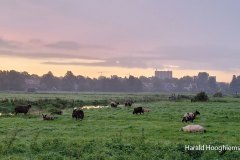 Harald-okt8-LR