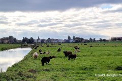 Harald-schaapjes-20211014-LR