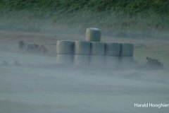 Harald-20210918-LR4