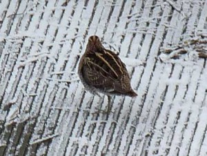 Watersnip
